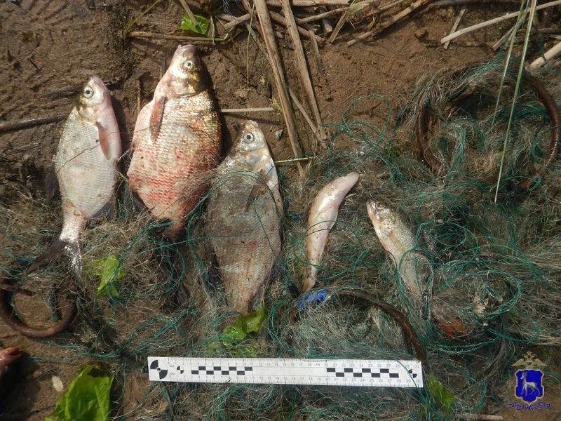 В Безенчукском районе полицейские пресекли незаконную добычу водных биоресурсов В Безенчукском районе полицейские пресекли незаконную добычу водных биоресурсов