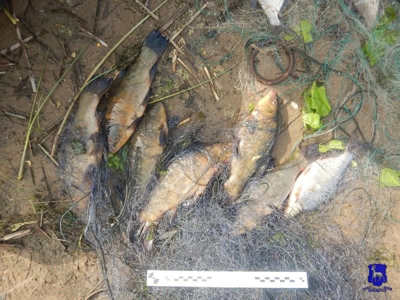 В Безенчукском районе полицейские пресекли незаконную добычу водных биоресурсов В Безенчукском районе полицейские пресекли незаконную добычу водных биоресурсов
