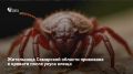 Жительница Тольятти Светлана Моткина полностью потеряла способность двигаться и говорить после укуса клеща