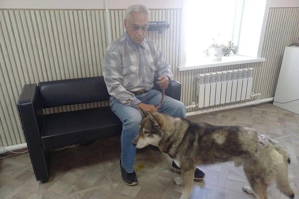 Верный пёс отвлёк медведя на себя, спасая хозяина на Сахалине Верный пёс отвлёк медведя на себя, спасая хозяина на Сахалине