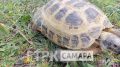 В Самаре во дворах гуляет черепаха по имени Чери!