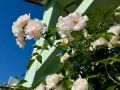 Доброе утро. 8 августа температура воздуха прогреется до +30...+35 °C Синоптики прогнозируют переменную облачность, местами кратковременный дождь, возможна гроза Ветер юго-западный, 7...12 м/с ГТРК Самара ТГ lВК lОК lСАЙТ