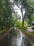 В пос. Управленческом из-за сильного ветра на тротуар упало дерево