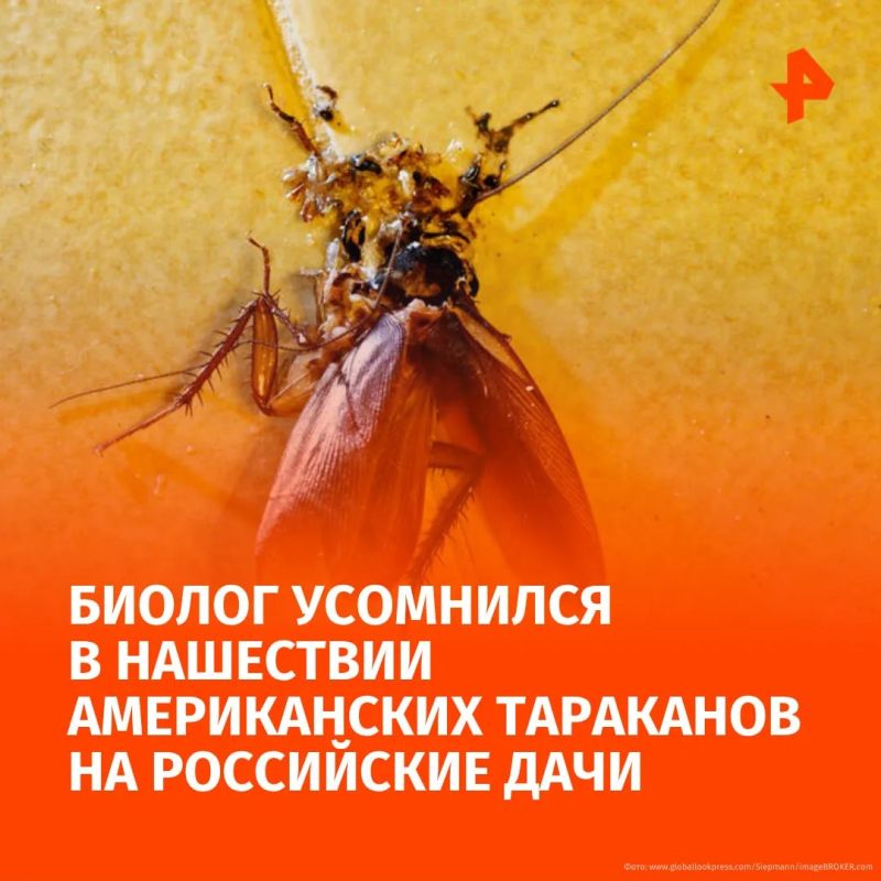 Информация о массовой атаке пятисантиметровых американских тараканов на частные домовладения в России вызвала скепсис у биолога Романа Хряпина