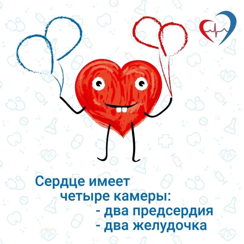 10 интересных фактов о сердечно-сосудистой системе 10 интересных фактов о сердечно-сосудистой системе