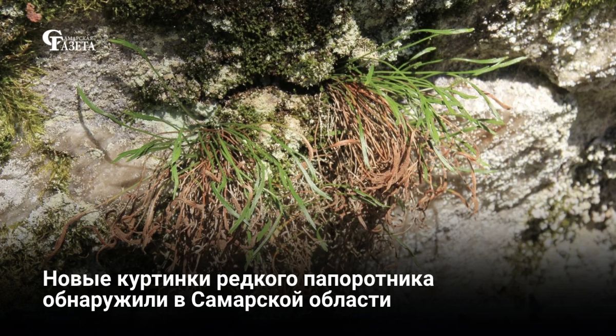 Ученые обнаружили две новые куртинки костенца северного — самого редкого папоротника Самарской области — на территории памятника природы «Рачейские скалы»