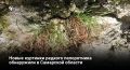 Ученые обнаружили две новые куртинки костенца северного — самого редкого папоротника Самарской области — на территории памятника природы «Рачейские скалы»