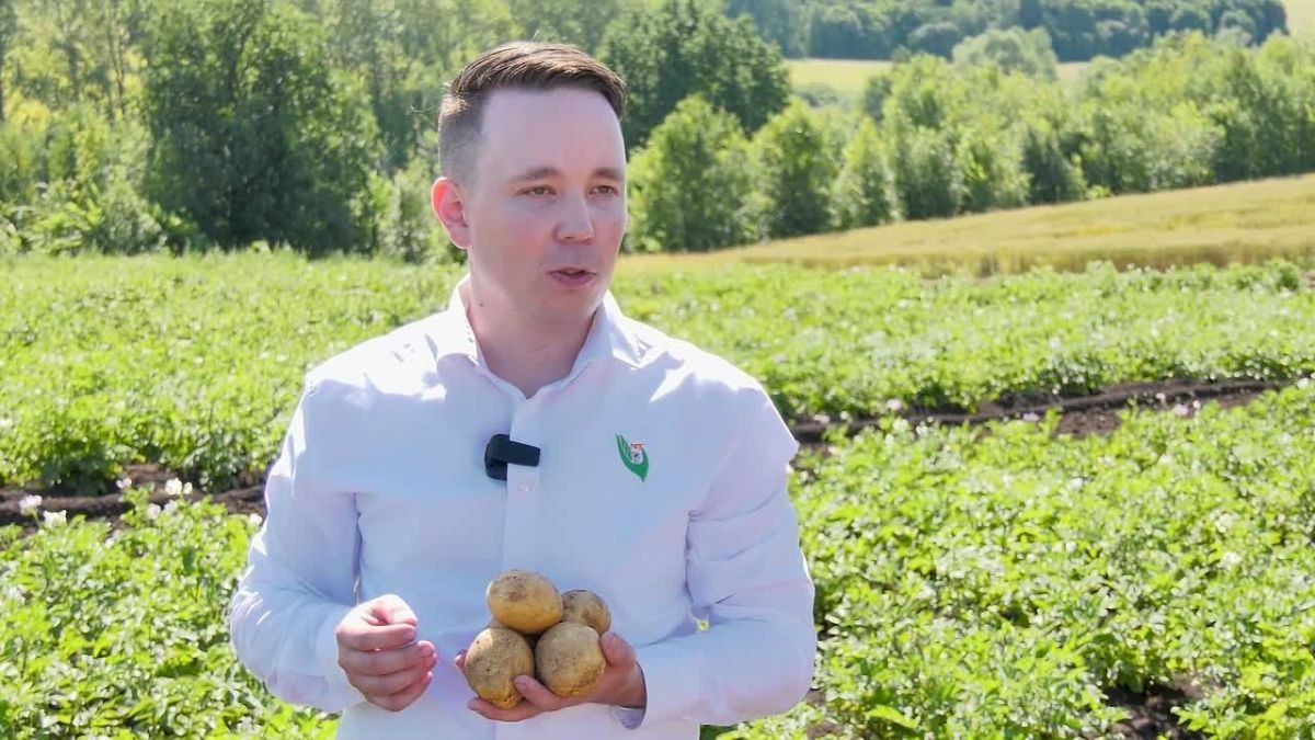 Счастье луковое. Как хозяйство посадило сочный овощ в зиму и не нарадуется результатам эксперимента
