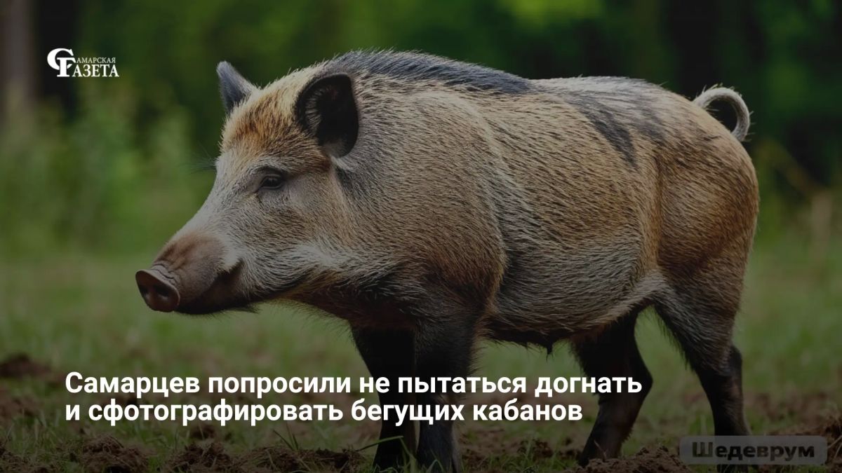 В нацпарке «Самарская Лука» выпустили памятку о правилах поведения при встрече с бегущим кабаном