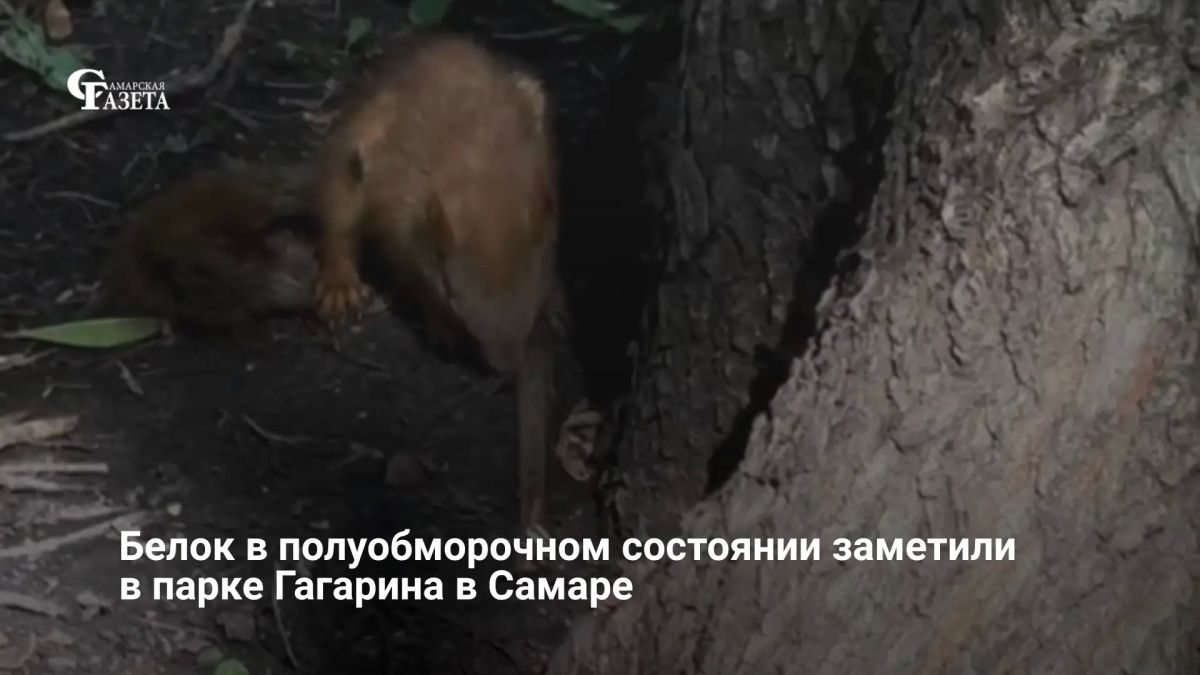 В парке Гагарина в Самаре заметили ослабленных белок, сидящих на земле