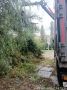 В Тольятти приступили к обрезке аварийно-опасных деревьев