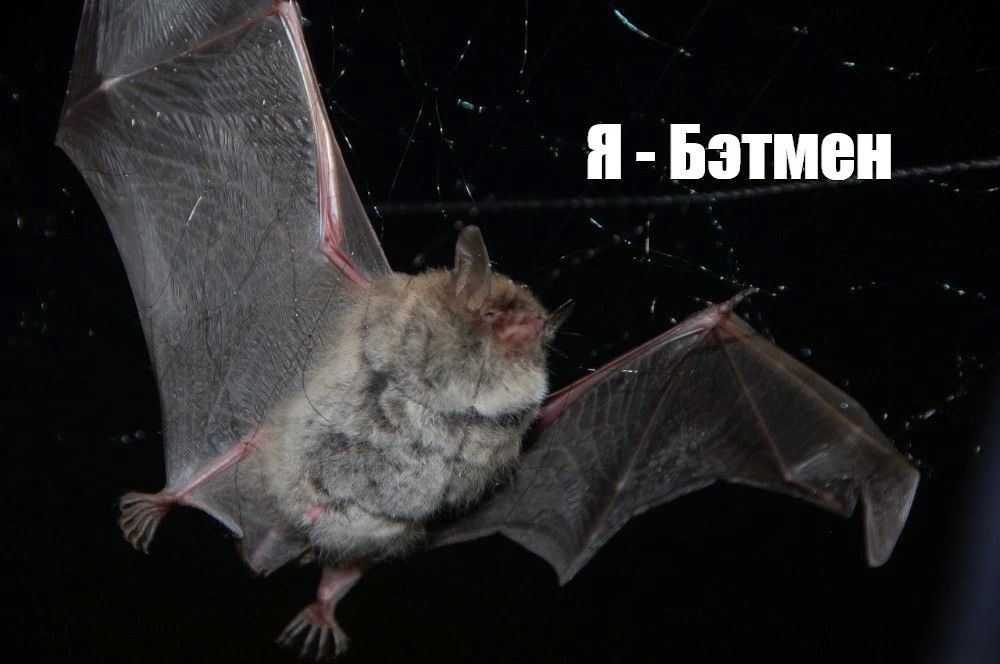 Топ-4 факта о Жигулевском заповеднике Топ-4 факта о Жигулевском заповеднике
