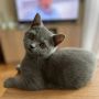 Знакомьтесь, это Мотя!. Но дома ее зовут «пылюшкой»