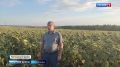 Подводим итоги недели. В Самарской области на финишную прямую выходит уборочная компания