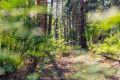 Муранский бор в Самарской области