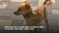 В Самаре ищут дом для молодого и дружелюбного пса по кличке Кузя, который уже почти неделю ждет у Волги увезенную в больницу хозяйку