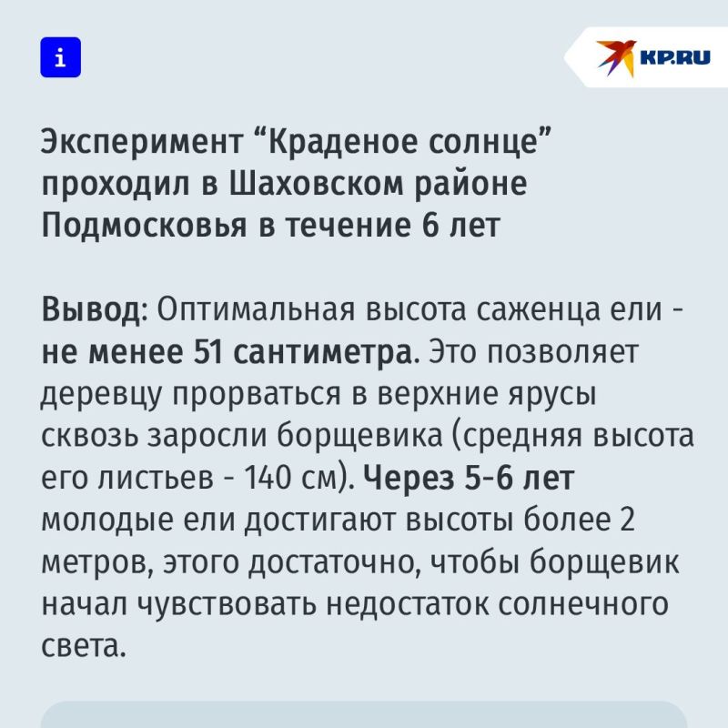 Просто и экологично: борщевик предлагают вытеснить с помощью елок Просто и экологично: борщевик предлагают вытеснить с помощью елок