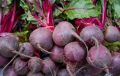Ошибка, которая лишает вас урожая свеклы: как правильно с ней обращаться