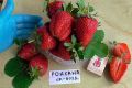 Клубника Роксана: как вырастить гигантов с непревзойденным вкусом