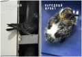 Голуби залетают в квартиру самарцев после ремонта крыши