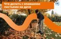 Каждую осень дачные участки засыпает листвой