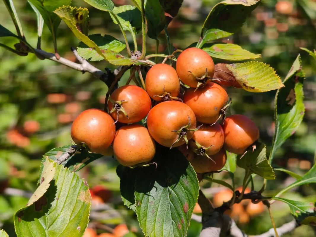 Осенние натюрморты в рубрике #фотоДня Осенние натюрморты в рубрике #фотоДня