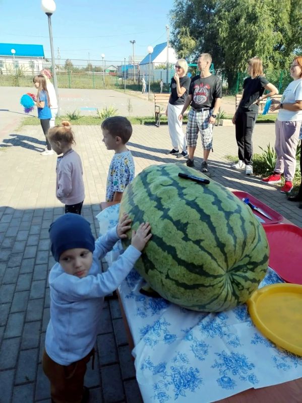 71-килограммовым арбузом угощали избирателей на выборах в Самарской области 71-килограммовым арбузом угощали избирателей на выборах в Самарской области