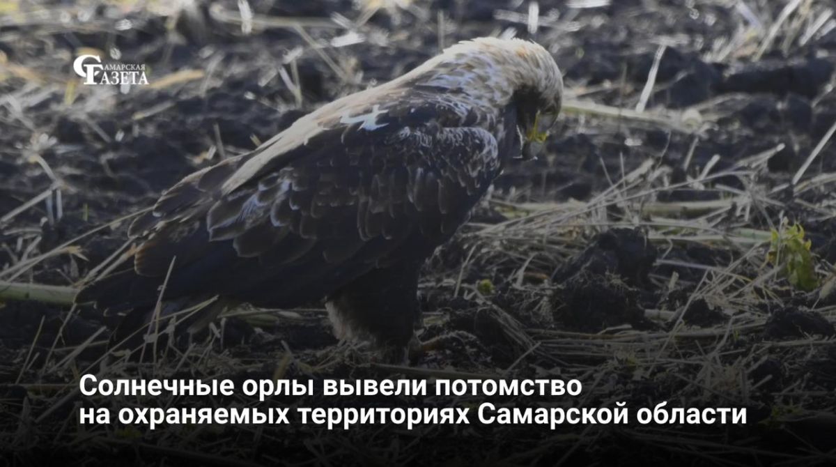По данным регионального минприроды, солнечные орлы в Самарской области вывели потомство и готовятся к миграции через Прикаспий и Центральную Азию