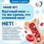 ТОП-10 мифов о донорстве костного мозга