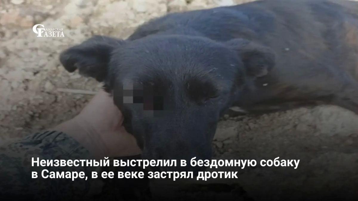 В Самаре неизвестный выстрелил в бездомную собаку Жулю, металлический дротик попал в веко