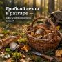 Грибной сезон в разгаре — а вы уже выбрались в лес?