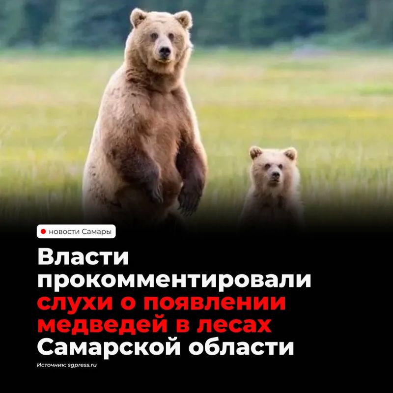 Информация о буром медведе в лесах Шигонского района оказалась фейком — в комитете охоты и рыболовства подтвердили, что диких медведей в Самарской области нет, обстановка спокойная