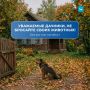 С окончанием дачного сезона многие животные, которых летом взяли на подкормку или приютили на участке, остаются без хозяев и без шансов пережить зиму самостоятельно