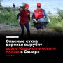 На Красноглинском пляже в Самаре спилят сухие и трухлявые деревья, которые опасно накренились над песком — проверку организовали после жалоб горожан