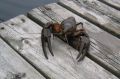 Самарский суд вынес приговор трём раколовам с 1,2 тоннами добычи