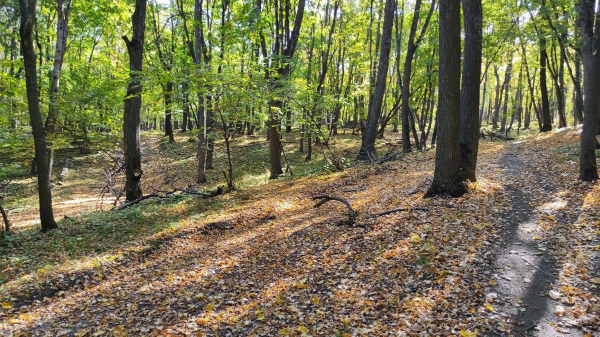 Днём опасность лесных пожаров, ночью