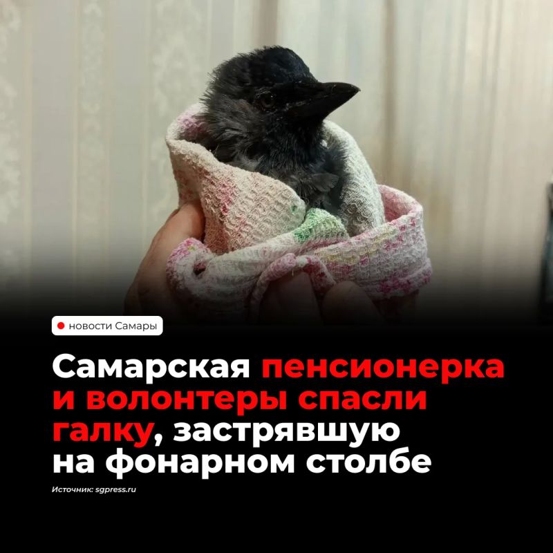 В Южном городе галка целый день провела зажатой головой в щели фонаря на высоте пятого этажа
