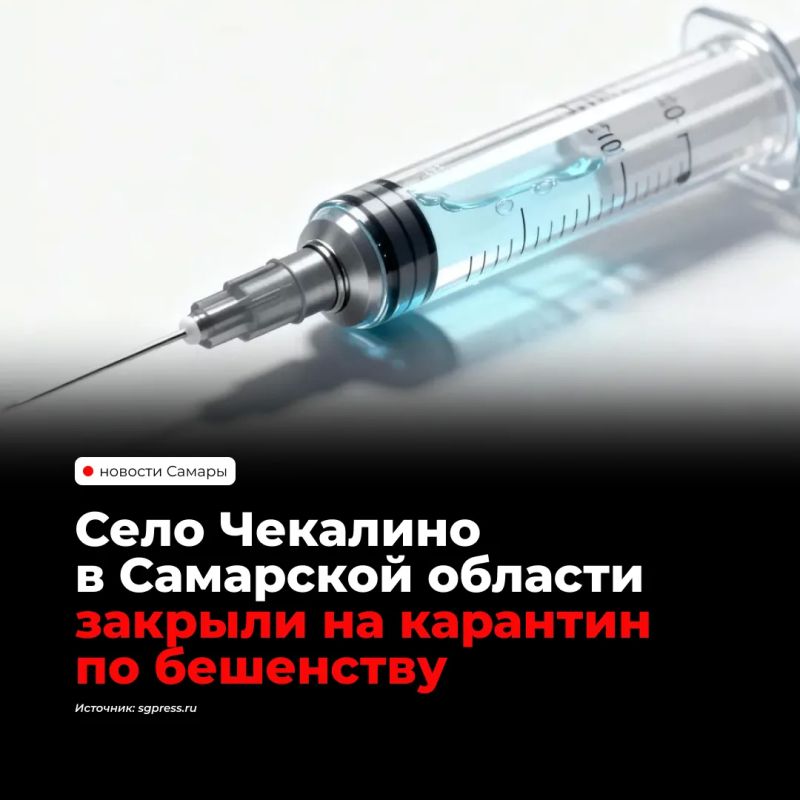 В селе Чекалино Сызранского района ввели карантин по бешенству