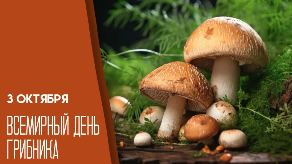 3 октября — Всемирный день грибника