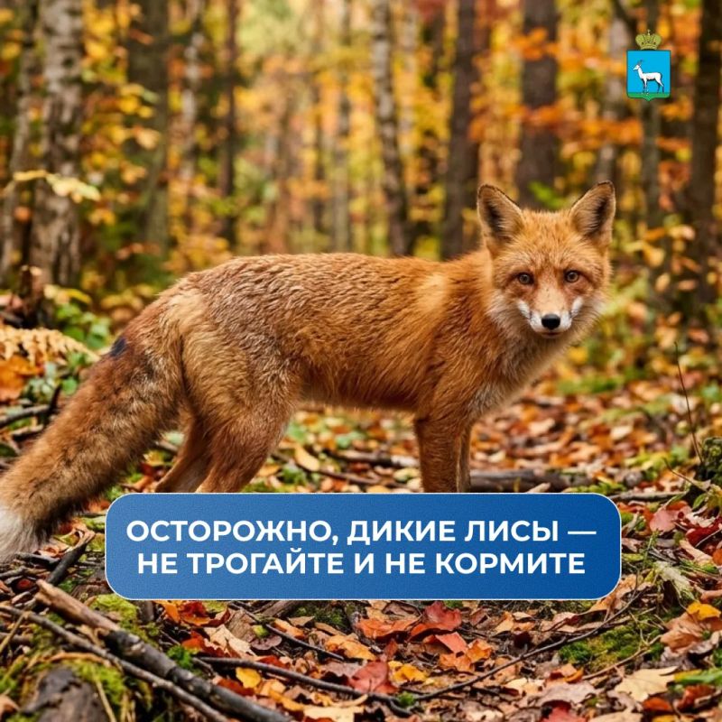 Осенью появляются случаи, когда дикие лисы выходят к людям и совсем не боятся человека