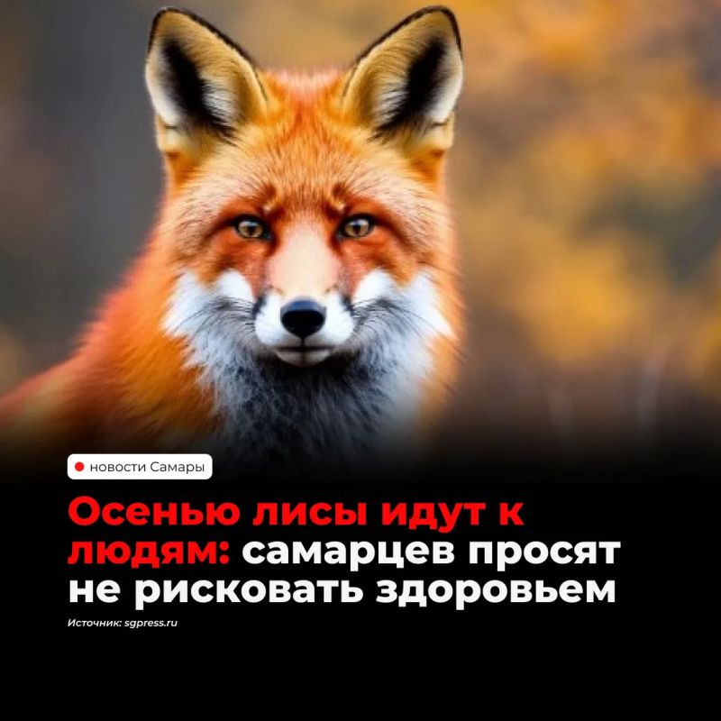 Дикие лисы все чаще выходят к людям этой осенью и ведут себя непривычно спокойно, предупреждает городская администрация