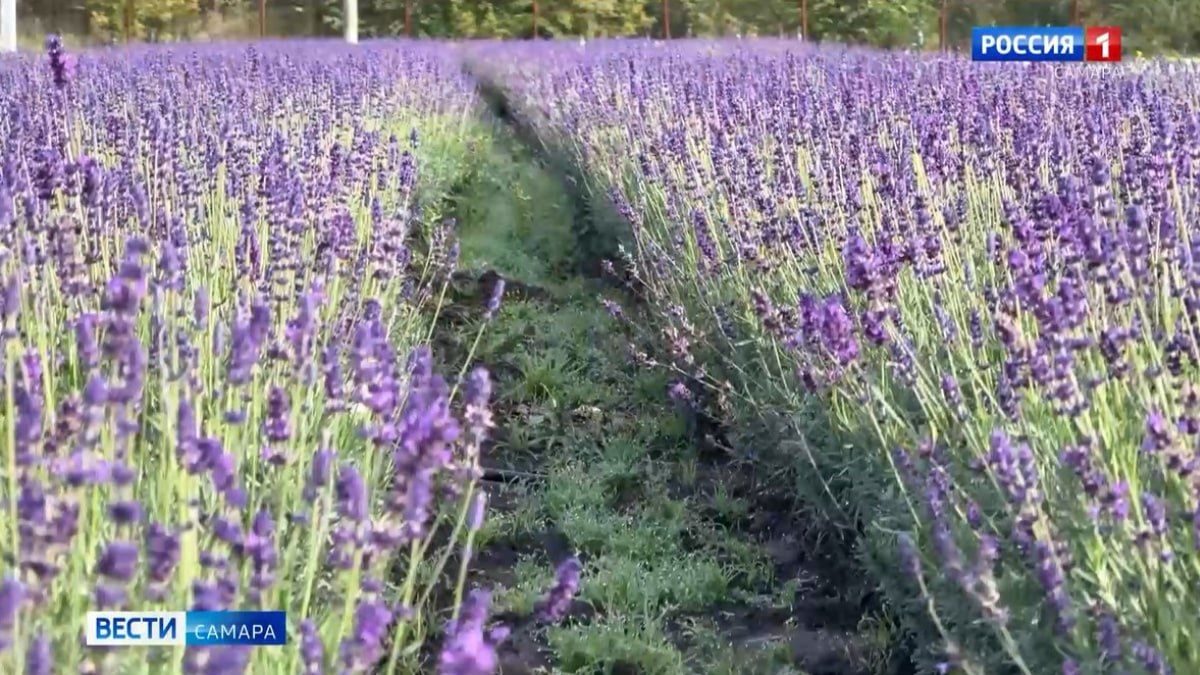 Самарцам рассказали, где в регионе можно найти плантации лаванды