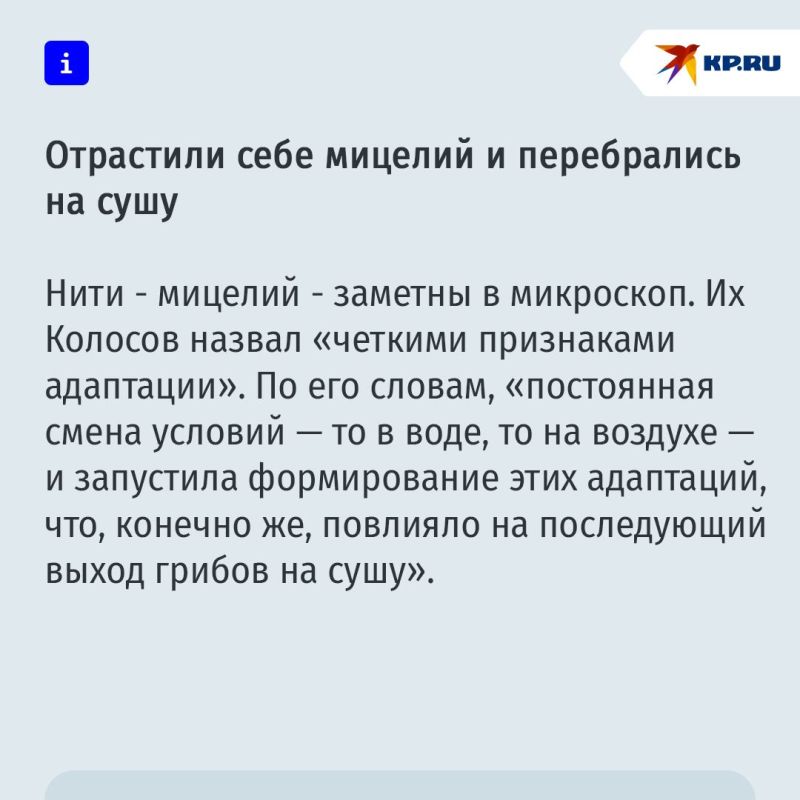 Люди все-таки произошли от грибов Люди все-таки произошли от грибов