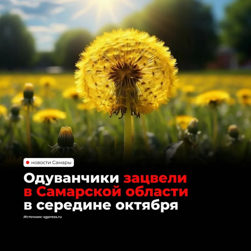 В Самарской области посреди октября зацвели одуванчики