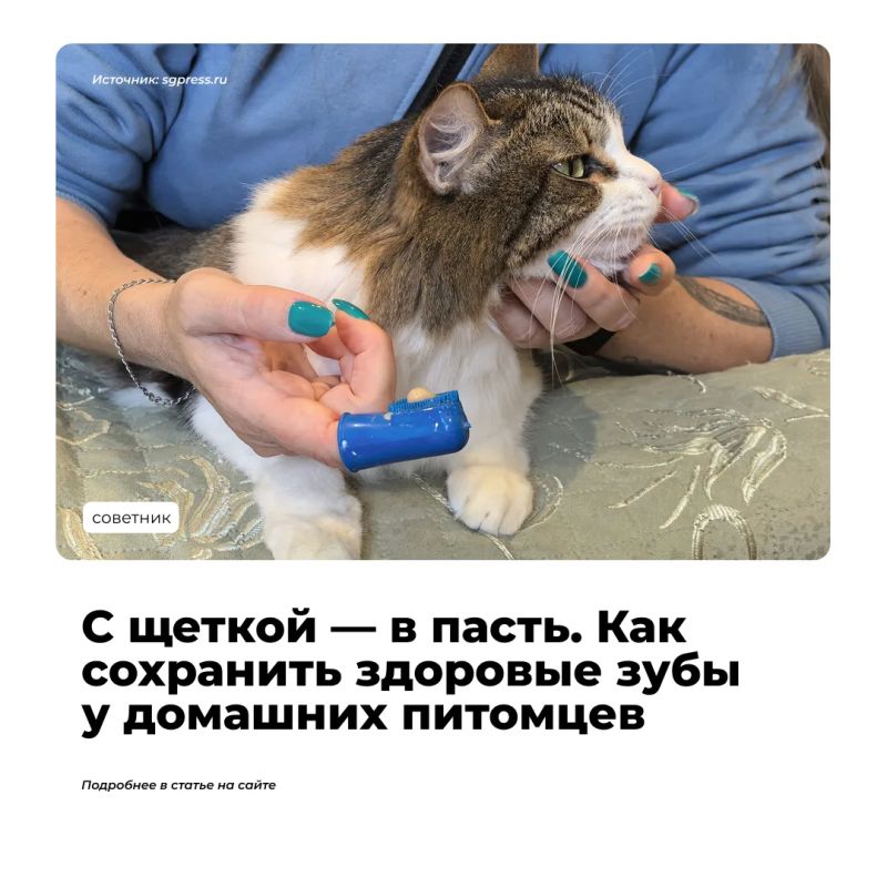 Когда человек заводит кошку или собаку, он часто задается вопросом: нужно ли чистить питомцам зубы? Стрижка когтей, вычесывание, мытье, уход за ушами и глазами давно стали привычной частью заботы о животных