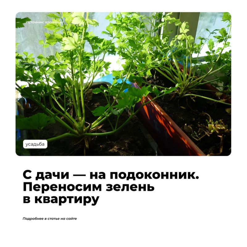Подступают холода, а на огородных грядках еще радует глаз салатная зелень