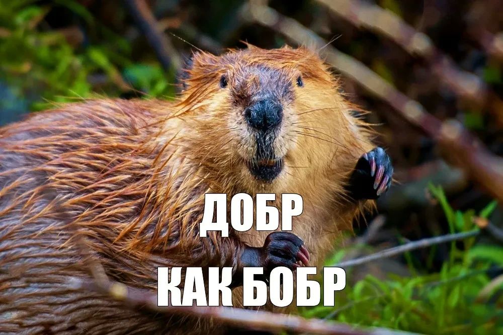 Речных бобров пересчитают в Самарской области