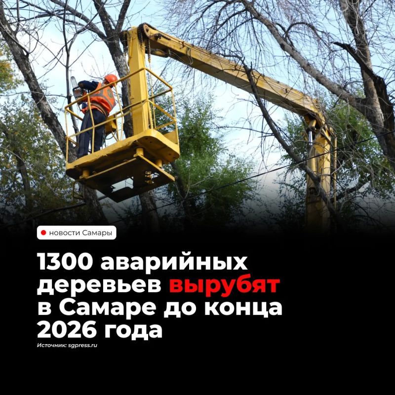 В Самаре до конца года планируют убрать около 1300 аварийных и заражённых ясеневой златкой деревьев