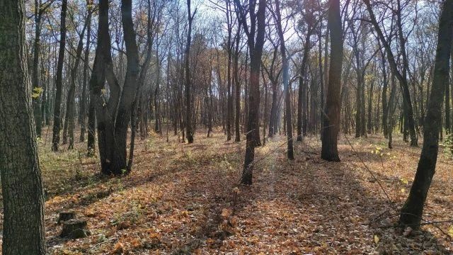 Берегите лес! . Высокая пожарная опасность лесов (4 класс) сохраняется местами по Самарской области с 20 по 26 октября