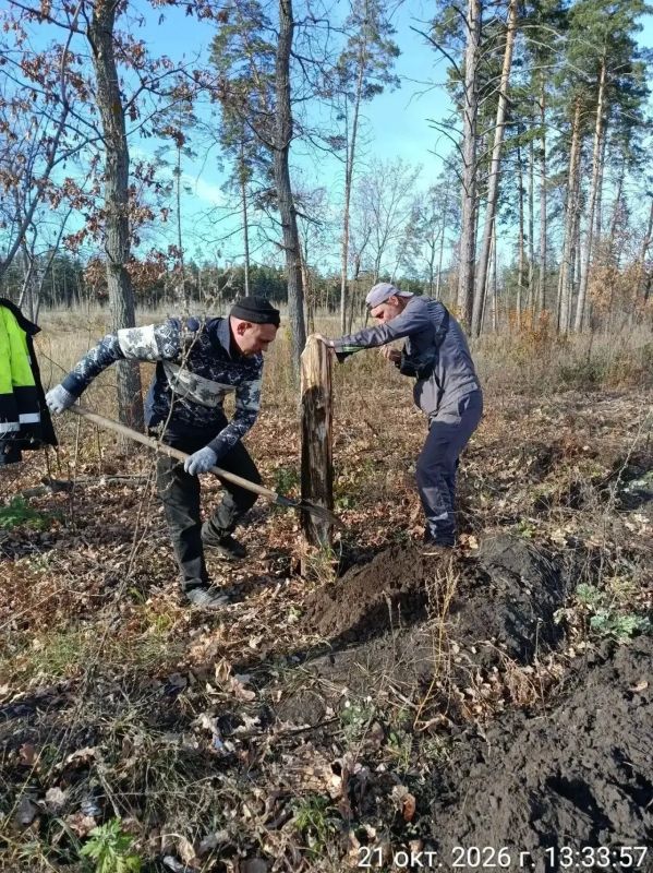 В Тольятти завершается восстановление леса В Тольятти завершается восстановление леса